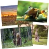 Animals and Nature from Around the World Posters Set of 12