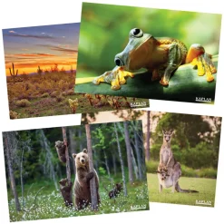 Animals and Nature from Around the World Posters Set of 12