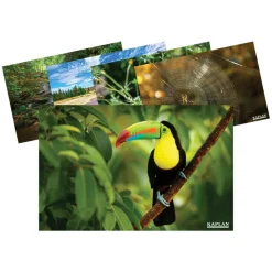Animals and Nature from Around the World Posters Set of 12