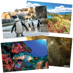 Animals and Nature from Around the World Posters Set of 12