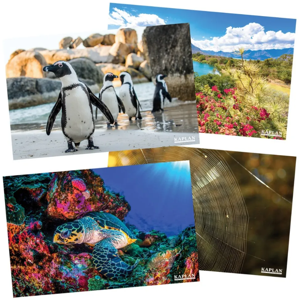 Animals and Nature from Around the World Posters Set of 12