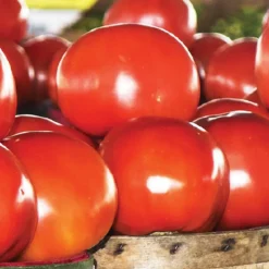 Beefsteak Tomato Seeds 3-Pack