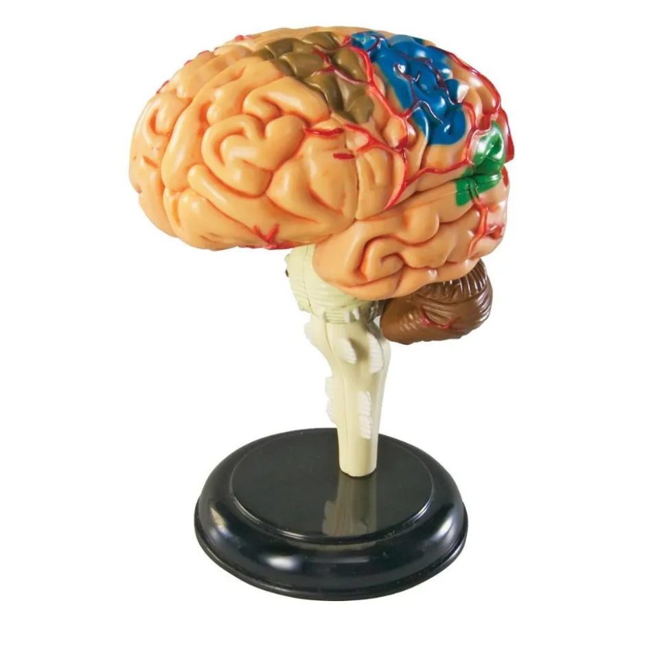 Brain Anatomy Realistic Model