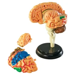 Brain Anatomy Realistic Model