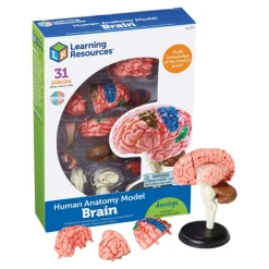 Brain Anatomy Realistic Model