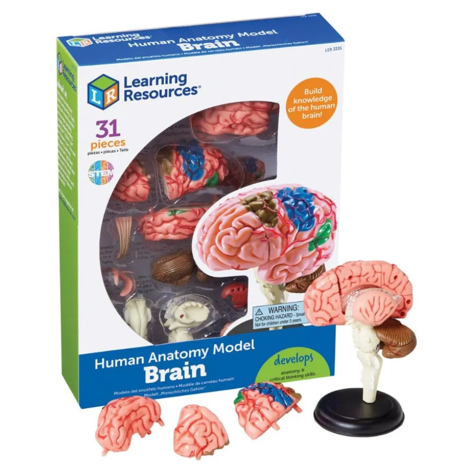Brain Anatomy Realistic Model