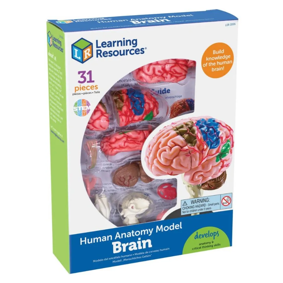 Brain Anatomy Realistic Model