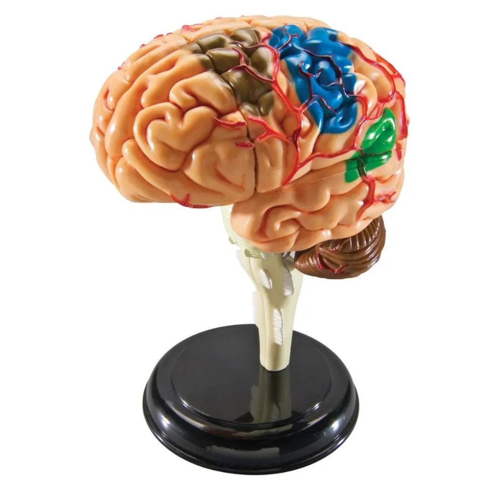 Brain Anatomy Realistic Model