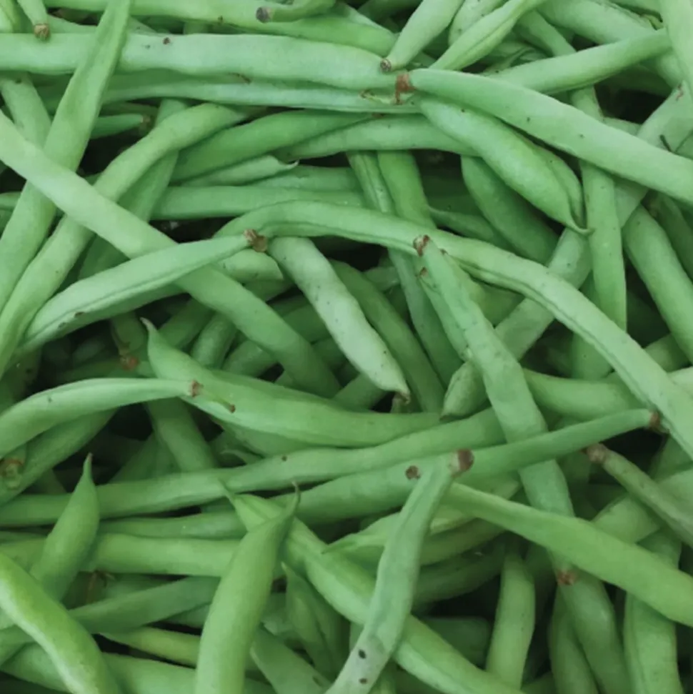 Bush Green Beans Seeds 3-Pack