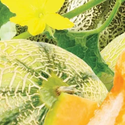 Cantaloupe 3-Pack