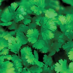 Cilantro Seeds 3-Pack