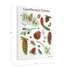 Coniferous Cones Giclee Classroom Wall Print