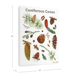 Coniferous Cones Giclee Classroom Wall Print