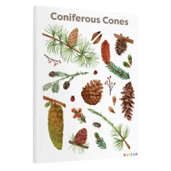 Coniferous Cones Giclee Classroom Wall Print