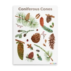 Coniferous Cones Giclee Classroom Wall Print