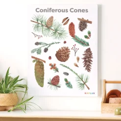 Coniferous Cones Giclee Classroom Wall Print