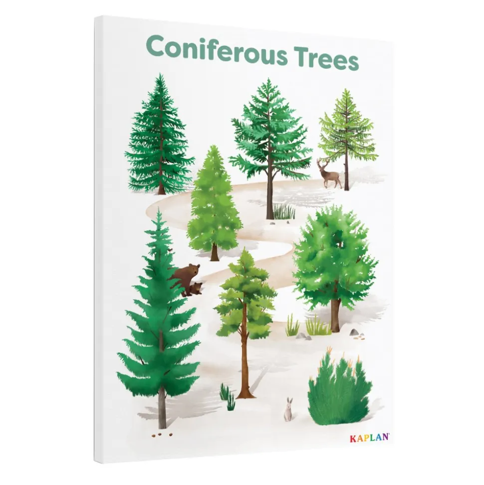 Coniferous Tree Giclee Classroom Wall Print