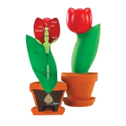 Cross-Section Flower Model