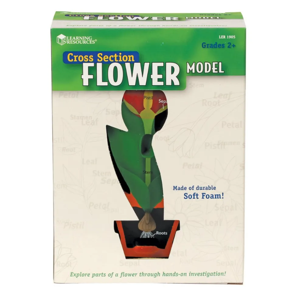 Cross-Section Flower Model