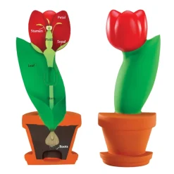 Cross-Section Flower Model