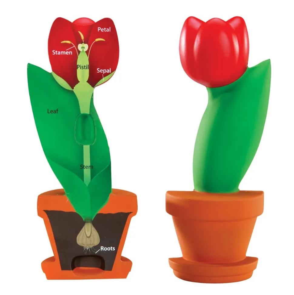 Cross-Section Flower Model