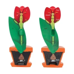 Cross-Section Flower Model