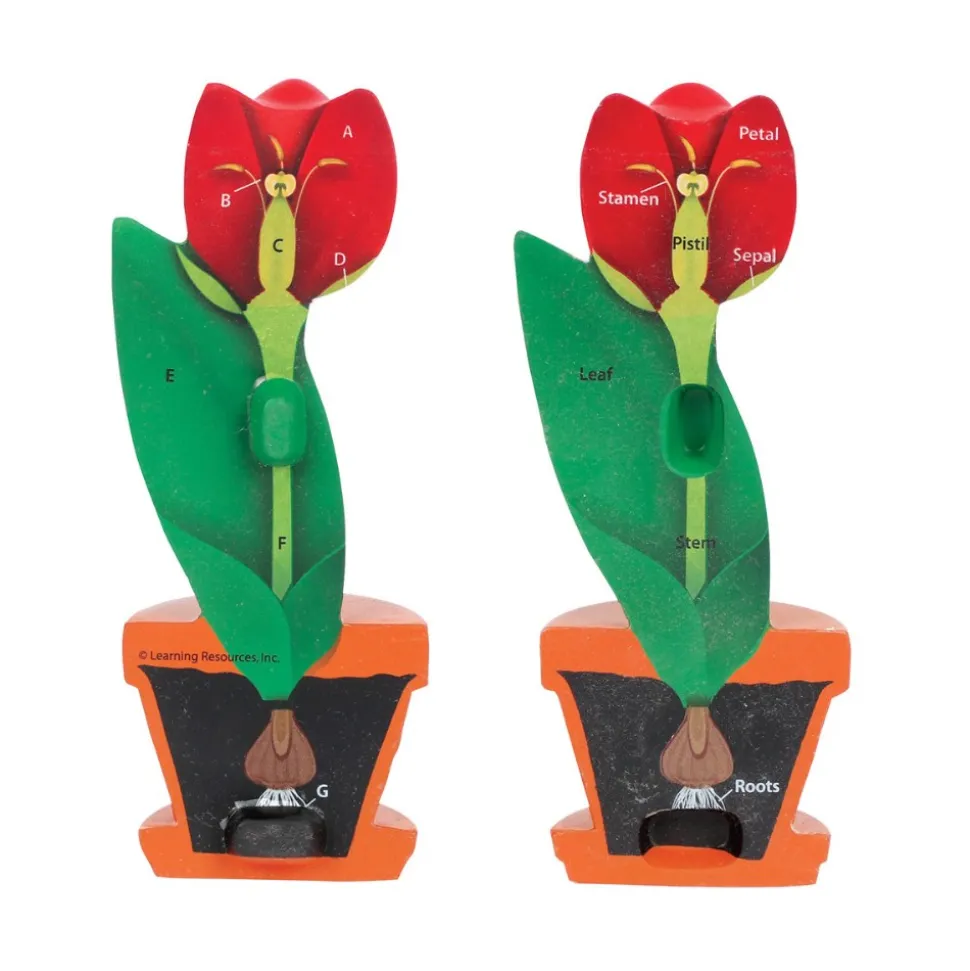 Cross-Section Flower Model