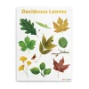 Deciduous Leaves Giclee Classroom Wall Print