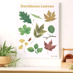 Deciduous Leaves Giclee Classroom Wall Print