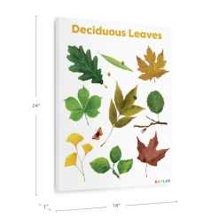 Deciduous Leaves Giclee Classroom Wall Print