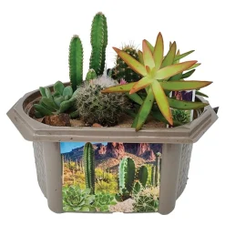 Desert Dome