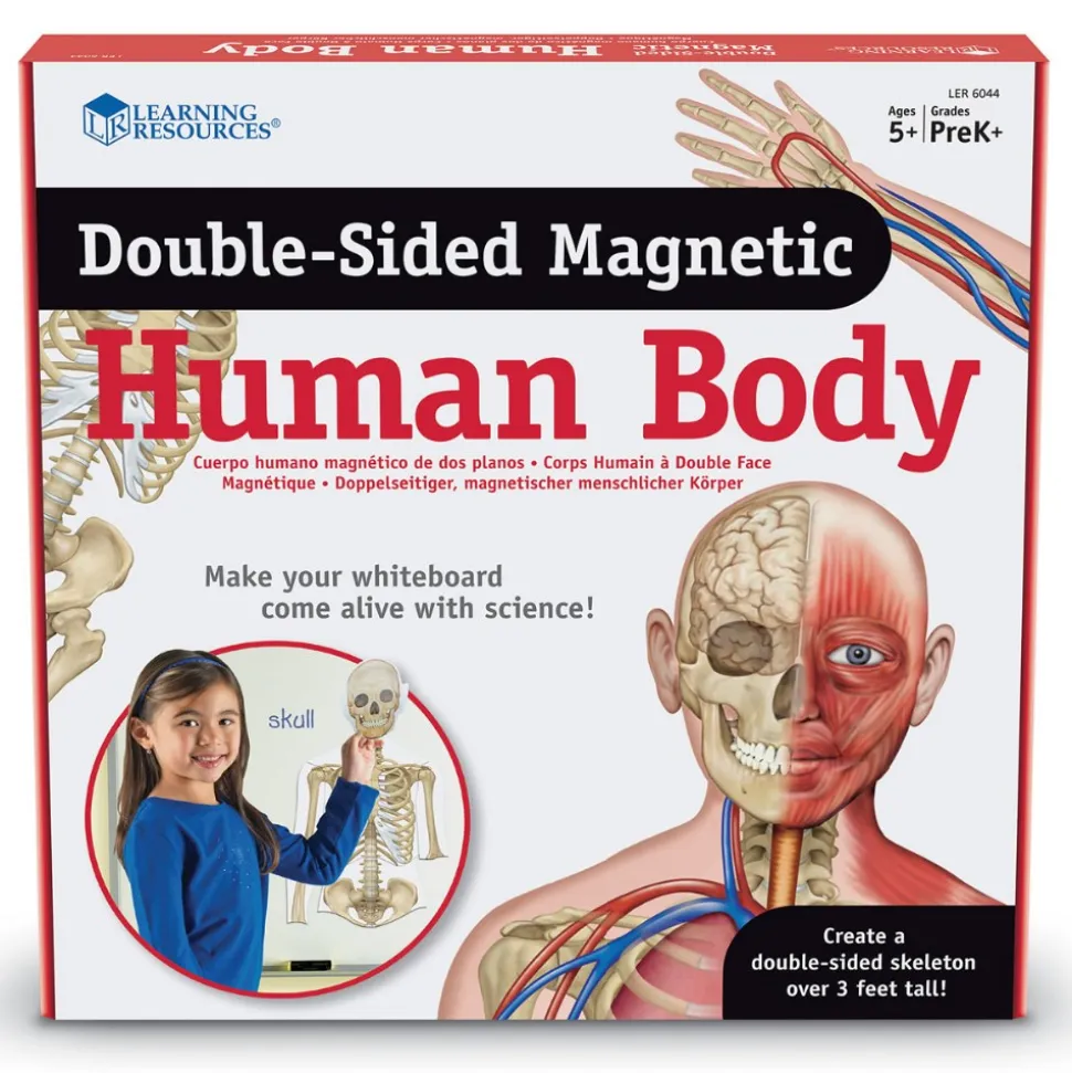 Double-Sided Magnetic Human Body