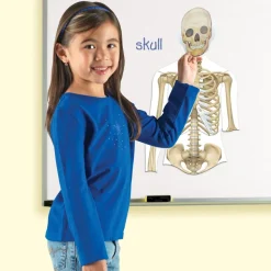 Double-Sided Magnetic Human Body