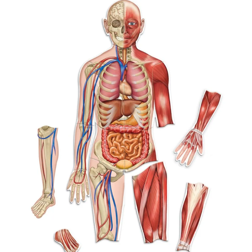 Double-Sided Magnetic Human Body