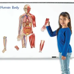 Double-Sided Magnetic Human Body