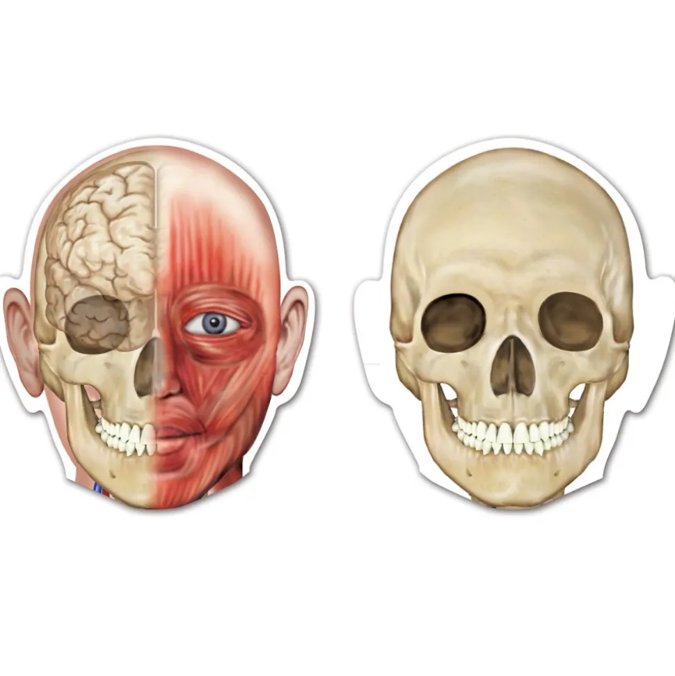 Double-Sided Magnetic Human Body