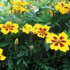 Dwarf French Marigold Seeds 3-Pack