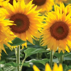 Dwarf Sunflower Seeds 3-Pack