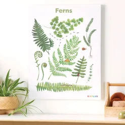 Ferns Giclee Classroom Wall Print