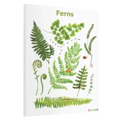 Ferns Giclee Classroom Wall Print