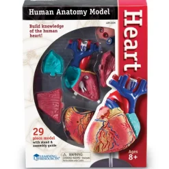 Heart Anatomy Model