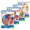Human Anatomy Models Set Includes Brain, Heart, Body and Skeleton