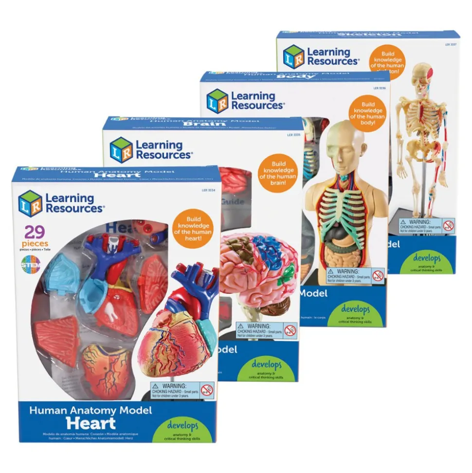 Human Anatomy Models Set Includes Brain, Heart, Body and Skeleton