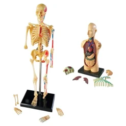 Human Anatomy Models Set Includes Brain, Heart, Body and Skeleton