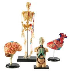 Human Anatomy Models Set Includes Brain, Heart, Body and Skeleton