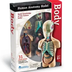 Human Body Anatomy Model