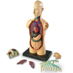Human Body Anatomy Model
