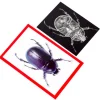 Insect X-Ray and Picture Cards