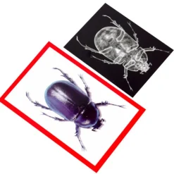 Insect X-Ray and Picture Cards