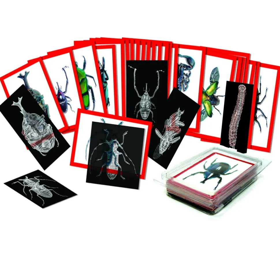 Insect X-Ray and Picture Cards